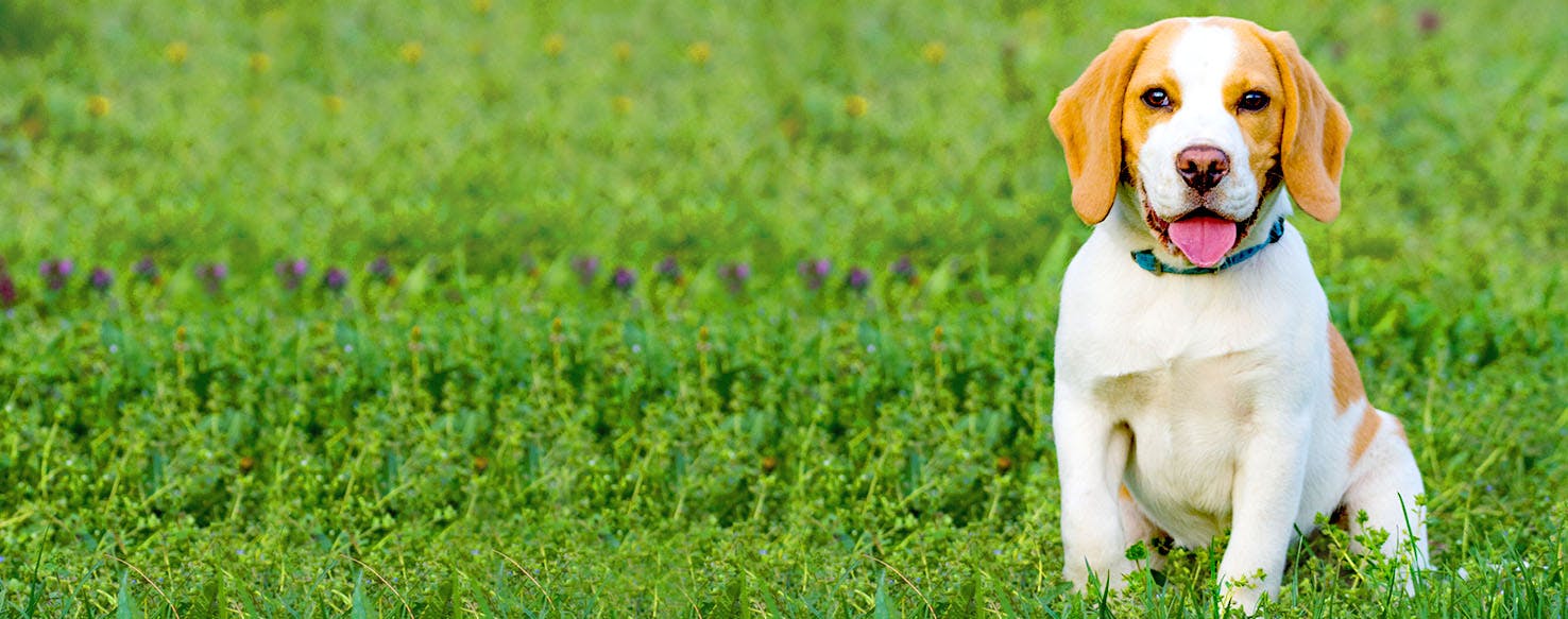 Underdog Inspired Dog Names Popular Male and Female Names Wag!